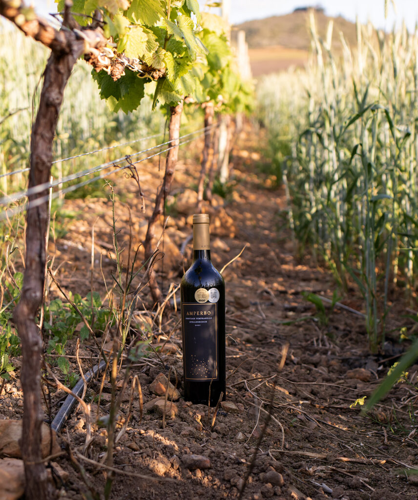 amperbo wine pino tasting
